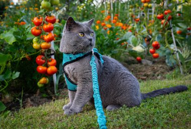 Bahçedeki İngiliz mavi kedisi, sebze avcısı, arka plandaki domatesler..
