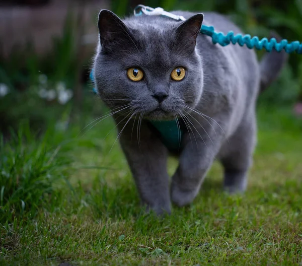 British shorthair cat on a leash in the garden.