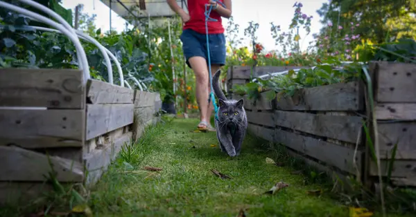 british blue cat on the garden, vegetable hunter, tomatoes in backgroud.