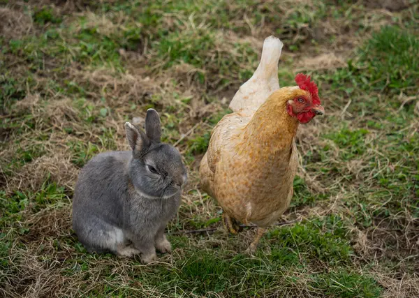 chicken and rabbit on the farm in the spring. selective focus.