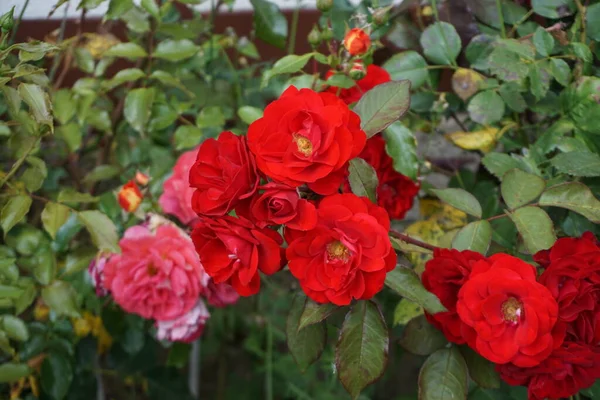 Yazın kırmızı güller