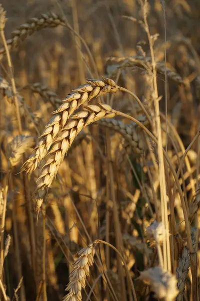 Hasattan önce tahıl tarlası