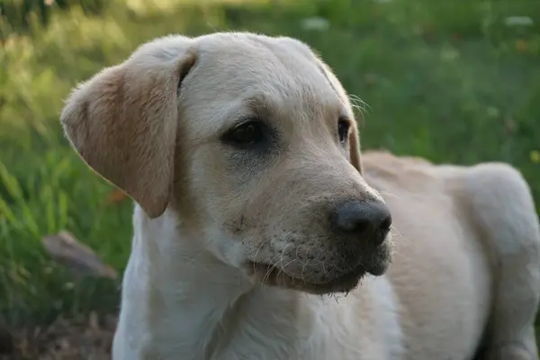 Çek altın labrador köpeği.