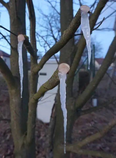 Kışın yanlış ağaçlar.