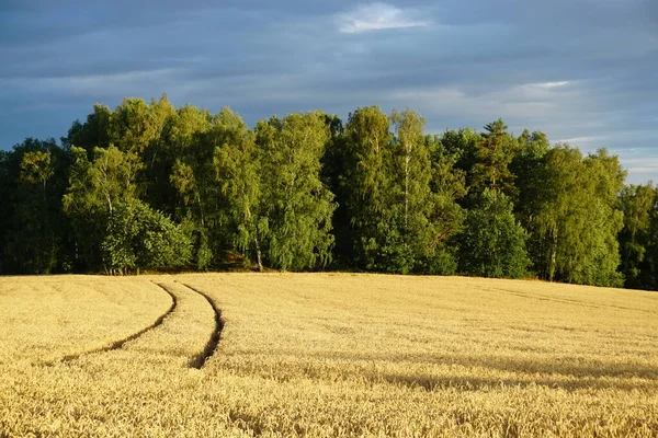 Hasattan önce tahıl tarlası