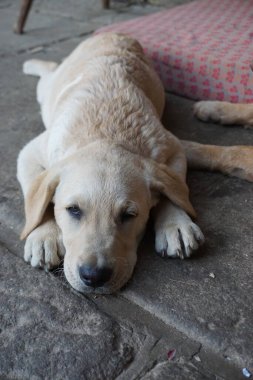 Labradorskho 'nun yıldızı.