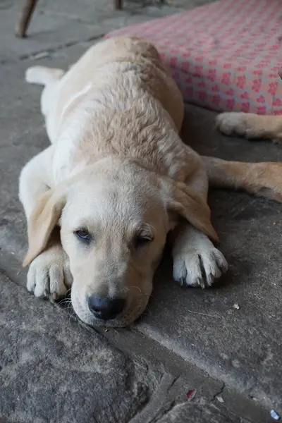 Labradorskho 'nun yıldızı.