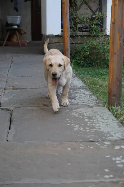 Labradorskho 'nun yıldızı.