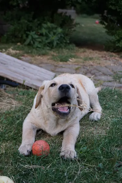 Labradorskho 'nun yıldızı.