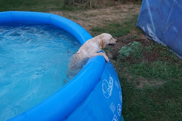 Labradorskho 'nun yıldızı.