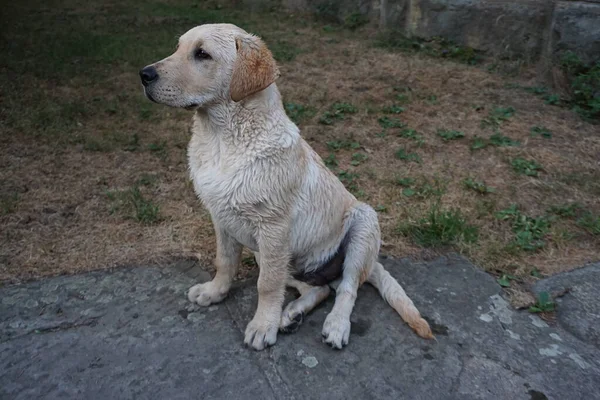 Labradorskho 'nun yıldızı.