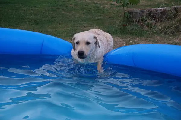 Labradorskho 'nun yıldızı.