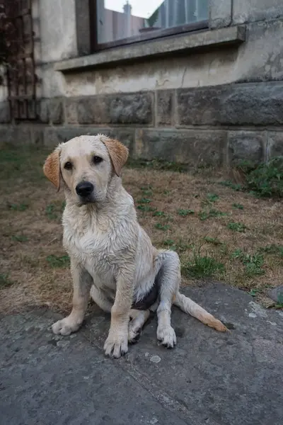 Labradorskho 'nun yıldızı.
