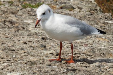 Zvireci momentky z vyletu