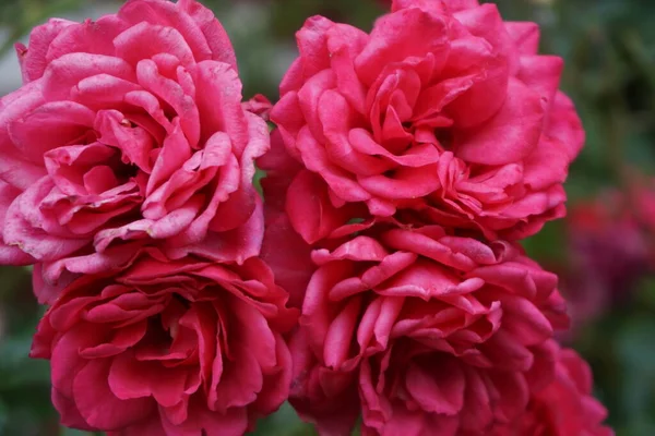 Letni i jarni prirodni motivasyon 