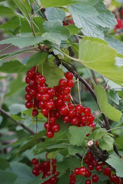 Letni i jarni prirodni motivasyon 