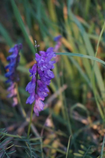 Letni i jarni prirodni motivasyon 