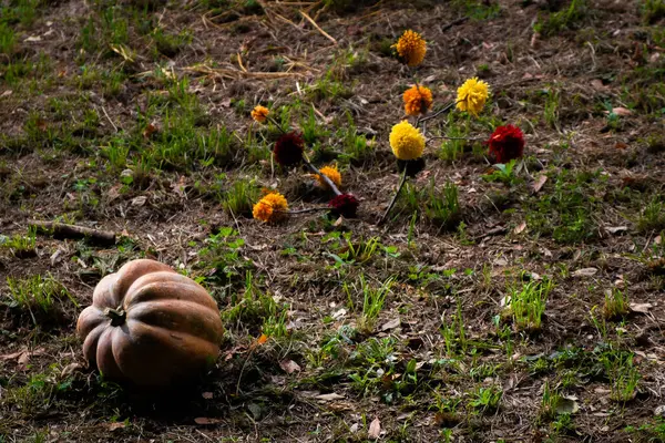 Balkabakları ve çiçeklerle sonbahar manzarası