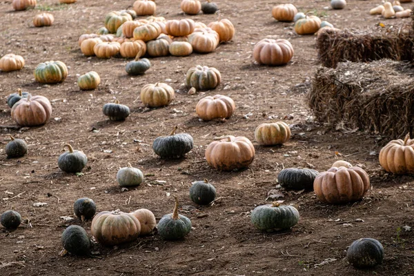 kabaklar sonbahar Bahçe