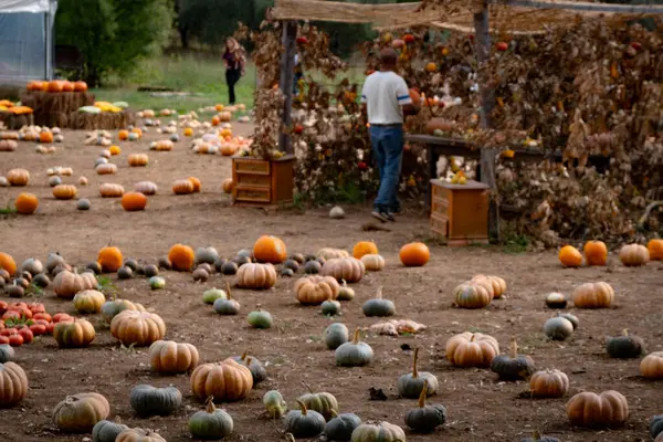 Tatil için bir sürü farklı balkabağı.