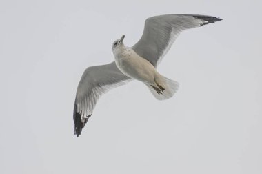 Özgürlük kuşu New York 'ta uçuyor