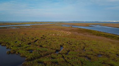 Flamingolar uçuşta bir dron tarafından filme alındı. Kanatlarını çırpan muhteşem flamingo kuşları sürüsü. İtalya 'daki Venedik gölünde hayvanlar bulunur. Yaz iklimi ve yerel hayvan manzarası