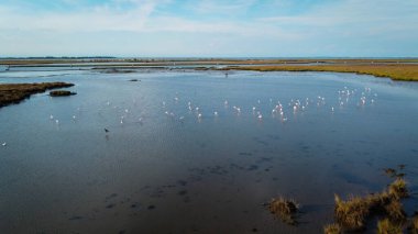 Flamingolar dron tarafından çekilen suda dinleniyorlar. Kanatlarını çırpan muhteşem flamingo kuşları sürüsü. İtalya 'daki Venedik gölünde hayvanlar bulunur. Yaz iklimi ve yerel hayvan manzarası