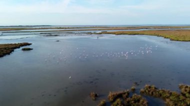 Flamingolar dron tarafından çekilen suda dinleniyorlar. Kanatlarını çırpan muhteşem flamingo kuşları sürüsü. İtalya 'daki Venedik gölünde hayvanlar bulunur. Yaz iklimi ve yerel hayvan manzarası