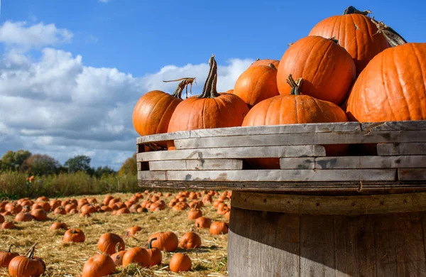 Cadılar Bayramı balkabağı tarlası, turuncu fener sebzeleri kendi çiftliğinden toplanmayı bekliyor. Parlak renkli ve organik. İnsan yok, kopyalama alanı. Peyzaj editörlüğü perspektifi.