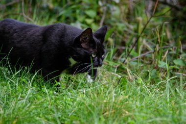 Siyah ve beyaz kedi çimlerin arasında dua etmek için geziniyor..