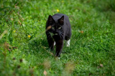Siyah ve beyaz kedi çimlerin arasında dua etmek için geziniyor..