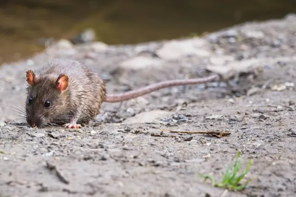 A brown rat (rattus norvegicus) runs along gutter next to the water