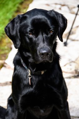 Kara Labrador baharda bahçede bir patikada oturuyordu. Güneş ışığına yakalanmış parlak ceketli güzel bir köpek, izole edilmiş bir portre. saf cins. Aile hayvanı. Çalışan silah köpeği.