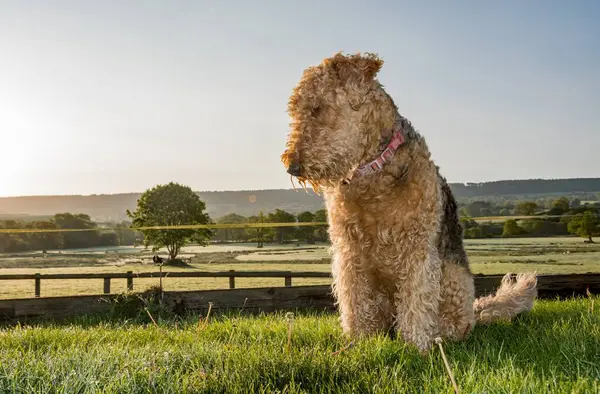 Airedale terrier portrait, Dog, sat in a green grassy field, looking out with sunlight across her face.  copy space. Pet photography. Not clipped, long coat, teddy bear appearance.