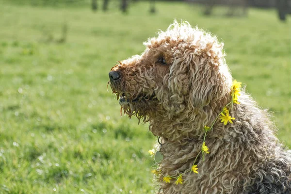 Airedale terrier portrait, sat in a green grassy field. A chain of buttercups hang around the dogs neck. copy space. Pet photography. Not clipped, long coat, teddy bear appearance.