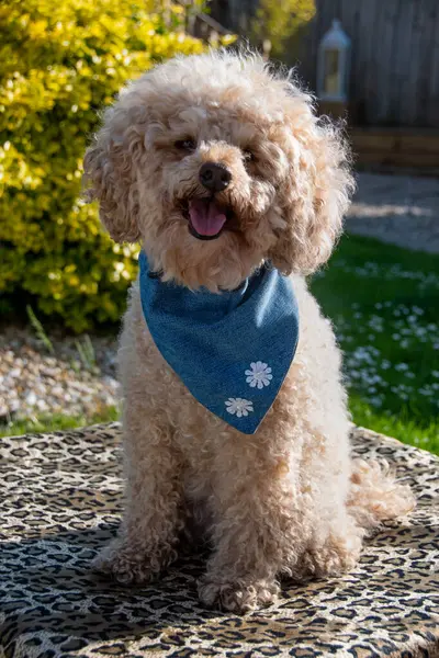 Poodle dog poses in a blue denim bandanna in the garden sunshine. Happy close up, pretty portrait capture of smiling dog