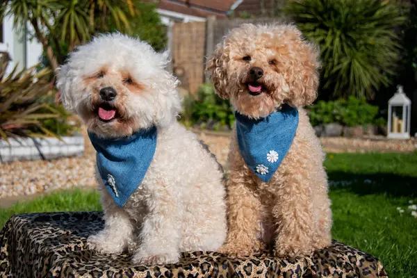 Bichon Frise and Toy Poodle dog pose in a blue denim bandanna\'s in the garden sunshine. Happy best friend\'s close up, pretty portrait capture 2 of smiling dogs.