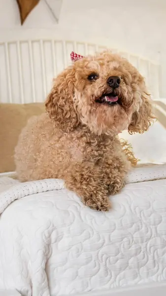 Baş yayı takan kaniş köpeği parlak beyaz bir yatak odasında poz veriyor. Mutlu kapanış, güzel bir portre, gülümseyen kıvırcık saçlı köpeğin resmi..