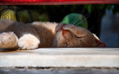 Tatlı kızıl kedi uzanmış ve uyuyor..