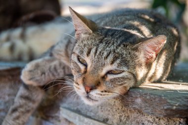 Duvarda yatan vahşi tekir kedi. Yaban kedisi öğleden sonra güneşinde uykulu ve tembel görünüyor..