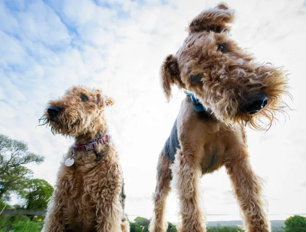 Two Airedale terrier dogs looking down to camera. The appearance of the dogs are goofy. Funny capture. copy space. Pet photography. clipped coat, teddy bear appearance.