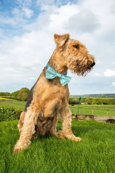 Airedale terrier portrait, sat in a green grass field. A bow tie hang's around the dogs neck. copy space. Pet photograph. clipped coat, regal, teddy bear appearance. portrait orientation.