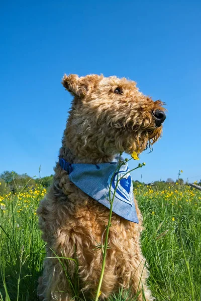 Airedale terrier portrait, Dog, sat in a green grassy field, looking out with sunlight across her face.  copy space. Pet photography. Not clipped, long coat, teddy bear appearance.
