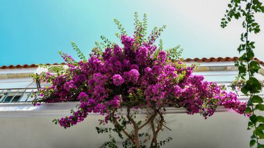 Bougainvillea Spectabilis Yunanistan 'daki bir balkondan taştı. Bu mor Akdeniz çiçeği daha sıcak iklimlerin kasabalarında ve köylerinde kolayca yetişir..   