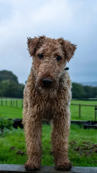 Airedale Terrier merakla bir portre için kameraya bakıyor, yeşil çimenli bir alanda duruyor. Köpeğin paltosu oyuncak ayı görüntüsü veriyor. Hayvan fotoğrafçılığı. 