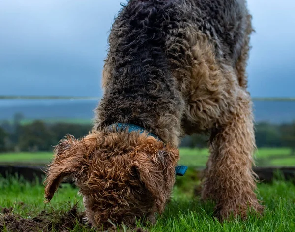 Airedale Teriyeri kazıyor, çimenli bir tarlada tavşan avlıyor. Burnu çamurla kaplı ve çukurun derinliklerinde. Köpeğin paltosu oyuncak ayı görüntüsü veriyor. Hayvan fotoğrafçılığı. 