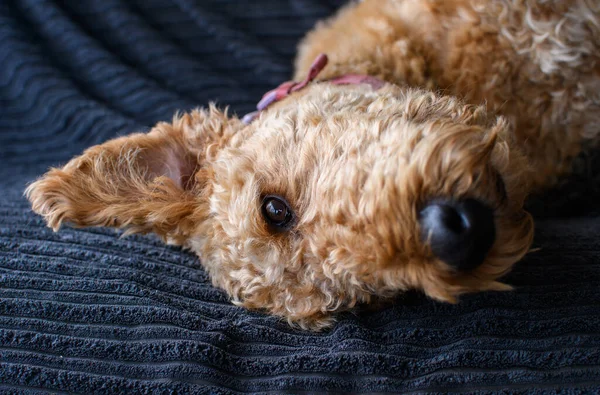 Airedale terrier curiously looking to camera for a portrait, laying on the sofa. The dog\'s coat gives the appearance of a teddy bear. Pet photography.