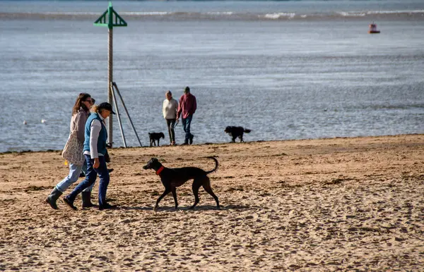 Exmouth UK 'de. 10-14-23. İnsanlar sahilde köpek gezdirirler. Aileler güneşli bir sabahta günlük egzersizleri için köpeklerini kumda gezdirirler. Boşluğu kopyala.