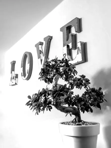 Big love letters written on a interior wall. Stylish dcor in a modern lifestyle with a bonsai tree. Design element for Happy Valentine\'s Day concept.  A high key, Black and White capture, copy space.