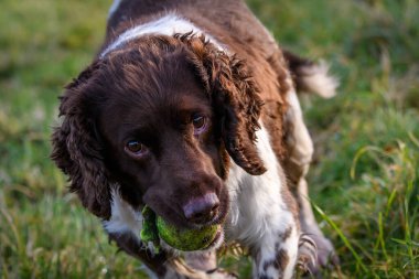 İngiliz Springer Spaniel, yürüyüş sırasında tenis topuyla çimlere uzanır. Av köpeği yavruları. Kuş yakalayan köpek. İngiliz Springer Spaniel, yürüyüş sırasında tenis topuyla çimlere uzanır. Av köpeği yavruları. Kuş yakalayan köpek..